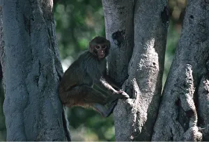 Macaques: RHESUS MACAQUE MONKEY - in tree