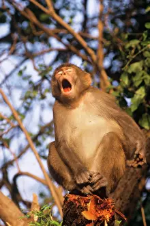 Rhesus: Rhesus Macaque MONKEY- in tree, open mouth