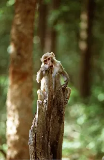 Macaques: RHESUS MACAQUE MONKEY - on tree stump