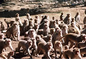 Communities: RHESUS MACAQUE MONKEY - troup