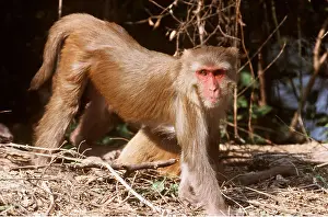 Macaques: RHESUS MACAQUE MONKEY - walking