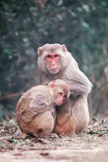 Macaques: RHESUS MACAQUE MONKEY - x two