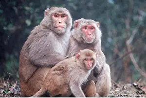 Macaques: RHESUS MACAQUE MONKEY - x three, sitting together