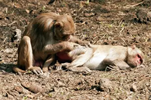 Keoladeo: Rhesus macaque - pair grooming