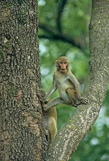 Rhesus: Rhesus Macaque on a Sal tree
