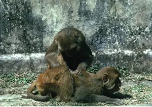 Rhesus: RHESUS MONKEY - pair grooming