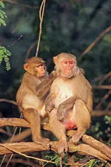 Rhesus: Rhesus Monkeys - grooming