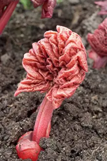Palmatum: Rheum palmatum Atrosanguineum - Emerging Leaves