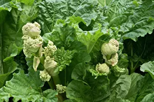 Rhubarb: Rheum rhabarbarum. Denmark in May