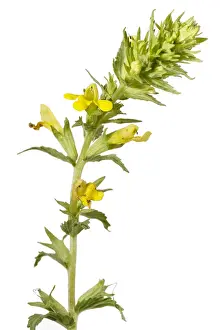 Vegetal: Rhinanthus angustifolius - on white - Galicia, Spain
