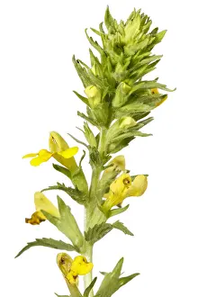 Vegetal: Rhinanthus angustifolius - on white - Galicia, Spain