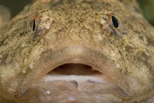 Beek: Rhine Sculpin