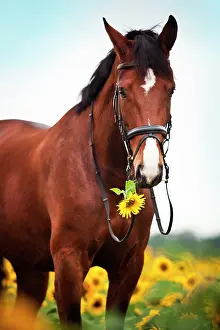 Bridle: Rhinelander, brown with markings, gelding with English
