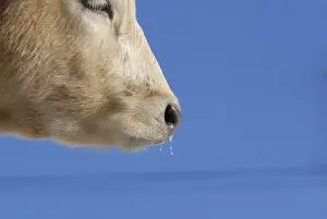 Snouts: Rhinitis on a cow in winter France