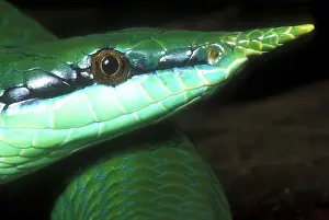 Louis: Rhino Rat Snake