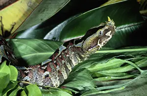 Bitis: Rhino Viper (Bitis nasicornis)