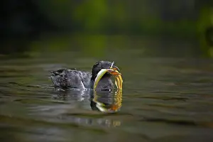 Auklet: Rhinoceros Aucklet - with fish