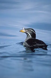 Auklet: Rhinoceros Auklet