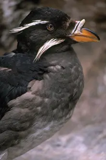 Auklet: Rhinoceros Auklet