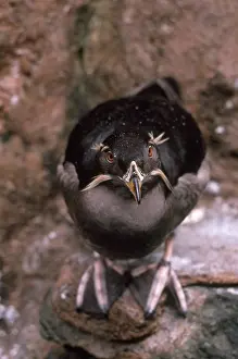 Auklet: Rhinoceros Auklet