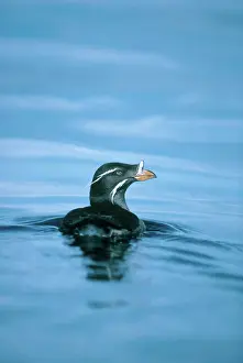 Auklet: Rhinoceros Auklet