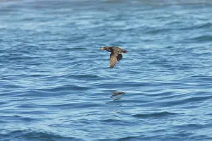 Auklet: Rhinoceros Auklet - In flight