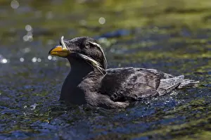 Unicorn: Rhinoceros Auklet or rhinoceros puffin (Cerorhinca