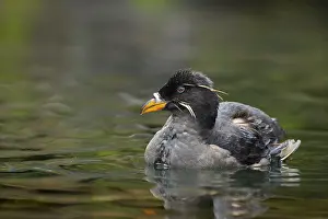 Auklet: Rhinoceros Auklet - On water