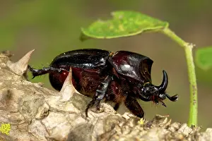 Oryctes: Rhinoceros Beetle