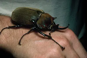 Selva: Rhinoceros Beetle