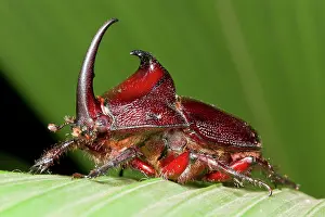 Iguazu: Rhinoceros beetle