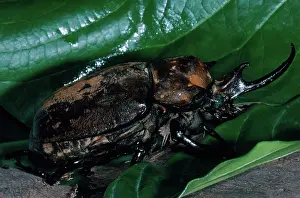 Rican: Rhinoceros Beetle