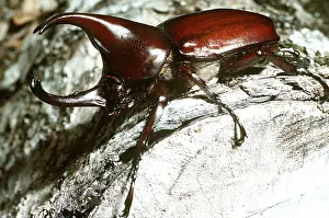 Shiny: RHINOCEROS BEETLE