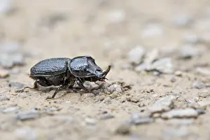 Rhinocerous: Rhinoceros Beetle - Cumbria - UK Rhinoceros Beetle