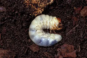 Nasicornis: Rhinoceros Beetle - Larva