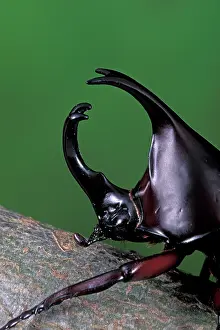 Scarabeidae: Rhinoceros Beetle - Male on a branch - head