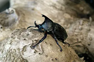 Pubescens: Rhinoceros Beetle - Male - on a tree-bark