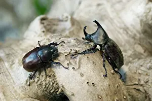 Pubescens: Rhinoceros Beetle - on tree-bark - hornless female