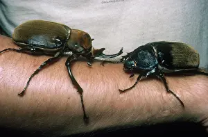 Selva: Rhinoceros Beetles