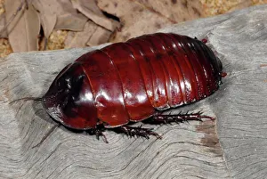 Cockroach: Rhinoceros Cockroach
