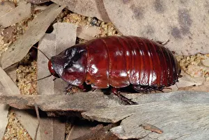 Cockroach: Rhinoceros Cockroach