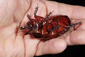 Cockroach: Rhinoceros Cockroach