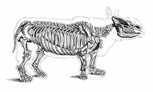 Paleozoology: Rhinoceros, Extant Cenozoic Mammal