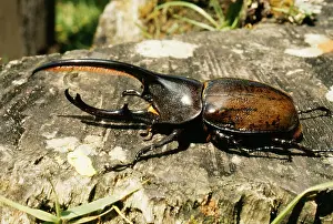 Hercules: RHINOCEROS / Hercules BEETLE