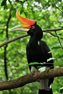 Buceros: Rhinoceros Hornbill
