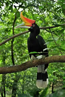Buceros: Rhinoceros Hornbill