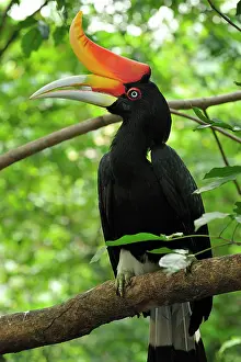 Buceros: Rhinoceros Hornbill