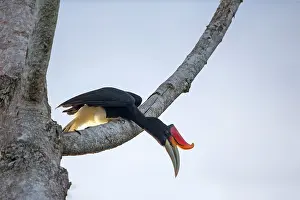 Buceros: Rhinoceros Hornbill