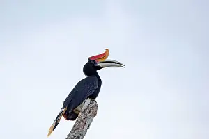 Buceros: Rhinoceros Hornbill