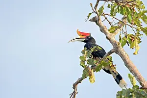 Buceros: Rhinoceros Hornbill